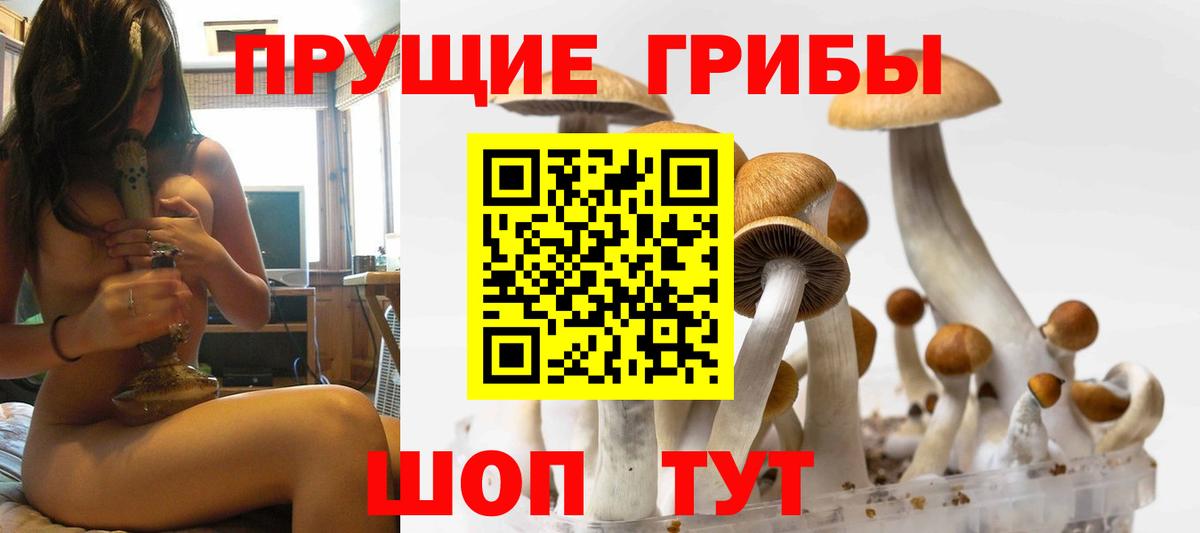Киселёвск  купить наркотик  Вход с VPN  Псилоцибиновые грибы мухоморы  Псилоцибиновые грибы Psilocybine cubensis 